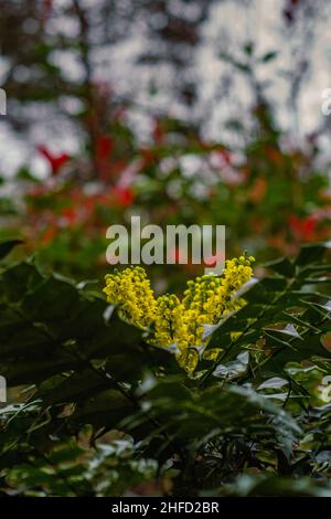 Mahonia, annidato nella pletora di specie vegetali native e non-native del giardino affondato a Denzell Gardens. Foto Stock