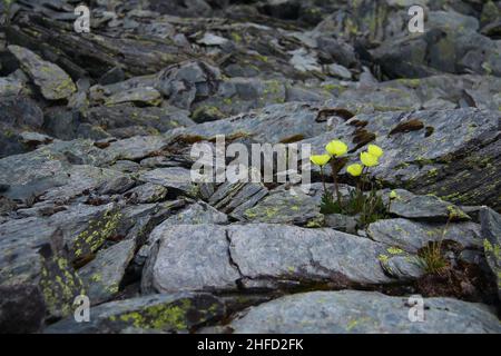 Fiori gialli selvatici crescono su pietre piane grigie in una valle di pietra su una montagna, Altai, Caratyurek passo Foto Stock