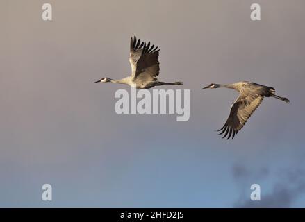 Elegante grazia di coppia di grandi gru Sandhill in volo aperto alinged attraverso sottili nuvole grigie e cielo blu della zona di Bernardo Waterfowl in New Mexico Foto Stock