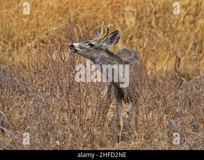 Il giovane buk del cervo del corno di punta si leva in erba asciutta di inverno ed arbusti al rifugio naturale nazionale Bosque del Apache a Socorro, nuovo Messico. Foto Stock