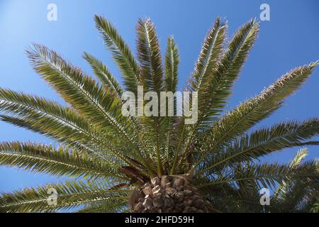 Foglie di palma. Ricorda la stagione estiva e i viaggi. Scatto dal basso e cielo blu Foto Stock