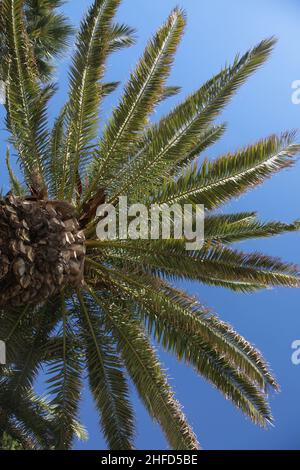 Foglie di palma e cielo blu. Scatto verticale e inferiore. Foto Stock