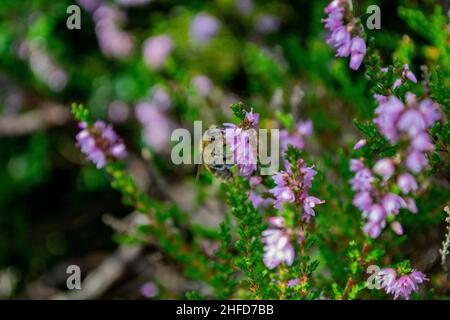 Ape di fiori di zampe pelose / ape di miele (piume di Anthophora) alimentazione su Scotch Heater (Calluna vulgaris) Foto Stock