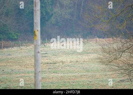 Una volpe selvaggia costeggia la riva del fiume alla ricerca del suo prossimo pasto, Salisbury Plain UK Foto Stock