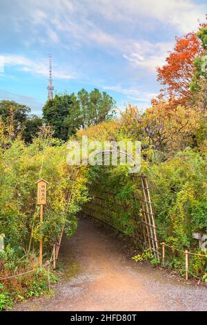 tokyo, giappone - novembre 13 2021: I fiori giapponesi di Lespedeza Hagi appesi su un tunnel di bambù o di canna nei Giardini Mukojima-Hyakkaen con il Tokyo Skytr Foto Stock