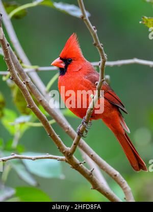 Un cardinale settentrionale (Cardinalis cardinalis) arroccato su un ramo. Centro nazionale delle farfalle. McAllen, Texas, Stati Uniti. Foto Stock