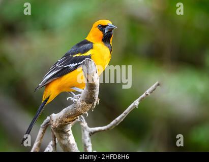 Un Altamira Oriole (Icterus gularis) perche su un ramo. Centro nazionale delle farfalle. McAllen, Texas, Stati Uniti. Foto Stock