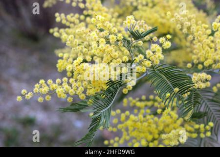 mimosa gialla in fiore in primavera Foto Stock