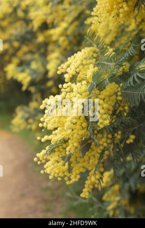 mimosa gialla in fiore in primavera Foto Stock