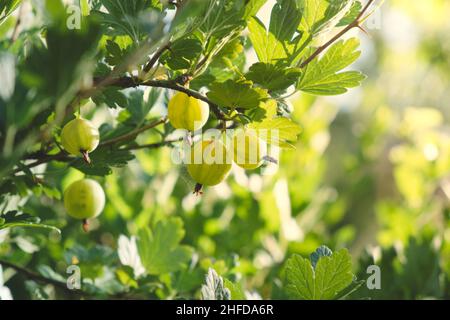 Frutti di bosco maturi su un cespuglio in giardino. La raccolta di frutti di bosco. Foto Stock