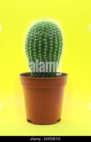 Home cactus in vaso marrone con spine su sfondo giallo. Primo piano di Cactus. Foto Stock