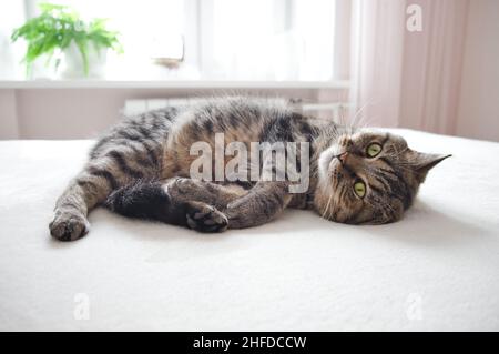 Domestico tabby grigio gatto linng su letto bianco. Cat relax sul letto a casa. Immagine con colori pastello tenui. Foto Stock