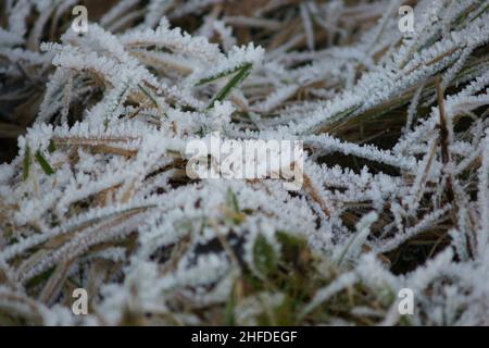 I cristalli di ghiaccio sull'erba Foto Stock