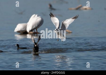 Un gabbiano ad anello che vola dopo un gabbiano americano mentre insegue e arassa l'uccello più piccolo sul lago di White Rock a Dallas, Texas. Foto Stock