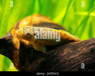 Fuoco selettivo di un'mangiatore di alghe cinesi (Gyrinocheilus aymonieri) in serbatoio di pesce con sfondo sfocato Foto Stock