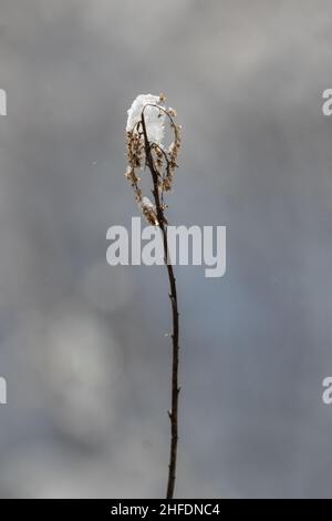 Neve su un selvaggio selvaggio selvaggio Foto Stock