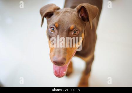 cucciolo di ratiera marrone Foto Stock