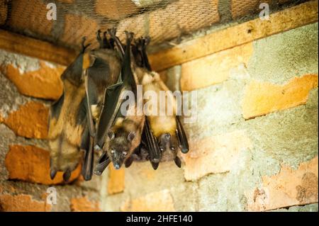I pipistrelli sono una delle componenti principali della popolazione animale indigena del Madagascar. Foto Stock