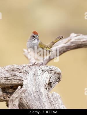 Un towhee dalla coda verde nel Wyoming Foto Stock