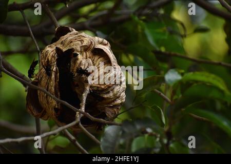 Un nido di cornetto con bande minori attaccato sul ramoscello. Foto Stock