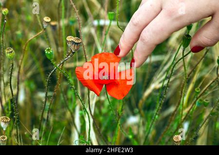 dito con unghia rossa che tocca un fiore di papavero in fiore Foto Stock