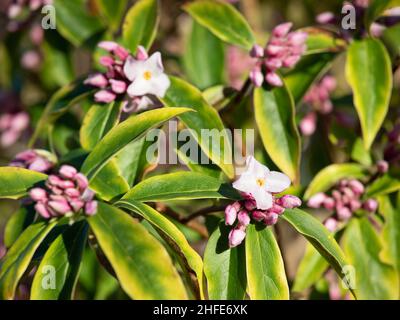 Primo piano di fiori di Daphne bholua 'Limpsfield' in un giardino d'inverno Foto Stock