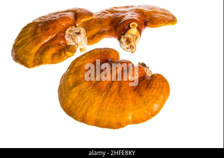 Fungo Lingzhi, Ganoderma lucidum, isolato su sfondo bianco, medicina tradizionale cinese (valore nutritivo). Foto Stock