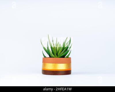 Pianta succulenta verde o aloe vera in terracotta isolata su sfondo bianco. La moderna pentola di terracotta, la forma rotonda è dipinta con g. Foto Stock