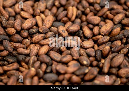 Fagiolo di cacao di Teobroma seme di noce torrefatto per la produzione di cioccolato materia prima Foto Stock
