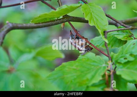 Il gattino (o maybug) è un genere di scarabaeidae appartenente alla famiglia delle scarabaeidae Foto Stock