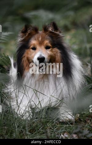 Ritratto di un Sheltie Shetland Sheepdog cane sdraiato all'aperto nella foresta o boschi Foto Stock