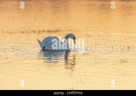 Mute cigno in un prato allagato la sera. Francia, Europa Foto Stock