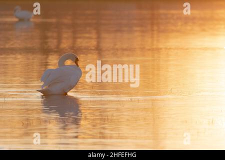 Mute cigno in un prato allagato la sera. Francia, Europa Foto Stock