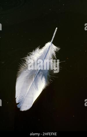 Una piuma del cigno che galleggia sull'acqua Foto Stock