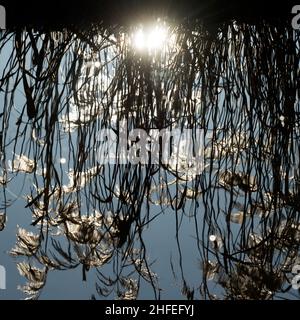 Reeds riflessa nell'acqua. Foto Stock