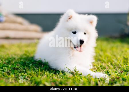 Cucciolo bianco samoyed Husky giocare nel cortile sul prato verde Foto Stock