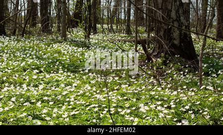 Gli anemoni forestali sono i primi fiori primaverili. Sfondo verde naturale nella foresta. Fiori di primavera freschi bianchi. Prime fioritura del Nord Europa Foto Stock