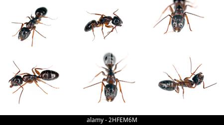 Formiche del genere Camponotus. In diverse posizioni, isolate su sfondo bianco. Foto Stock