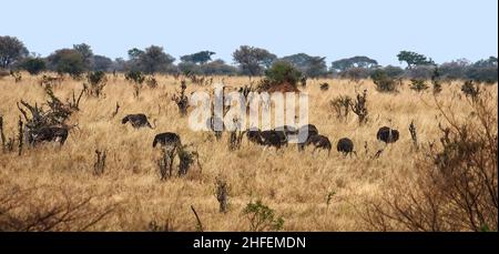 Scena struzzo, camminando, nutrendo, Struthio camelus, il più grande uccello del mondo, Senza luce, gambe lunghe, fauna selvatica, Parco Nazionale Tarangire; Tanzania; Africa Foto Stock