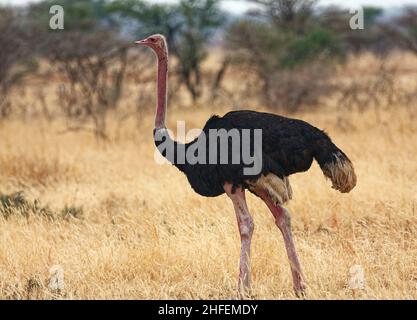 Struzzo a piedi, Struthio camelus, il più grande uccello del mondo, flightless, gambe lunghe, Collo lungo, fauna selvatica, Parco Nazionale Tarangire; Tanzania; Africa Foto Stock