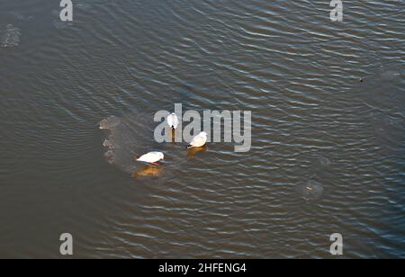 Piccioni su un gregge di ghiaccio galleggiante sul fiume meno Foto Stock