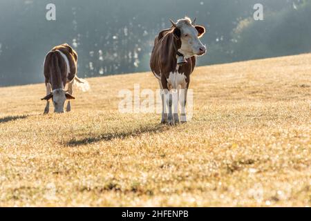 Mucche in pascolo al mattino. Mucca di razza Montbeliarde nel giura in Francia. Europa. Foto Stock