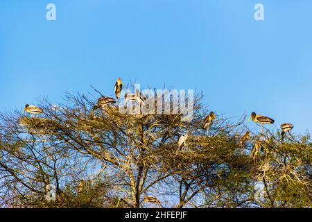 Bellissimo lago nel Parco Nazionale di Keolado, India. Foto Stock