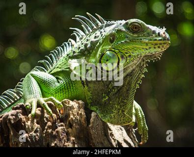 Iguana crogiolarsi al sole in Borneo, Malesia Foto Stock