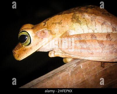 Primo piano di rana gialla a Tobago Foto Stock