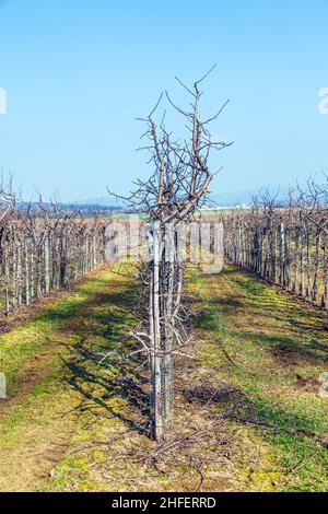 giovani alberi di mela in primavera al campo in una fila Foto Stock