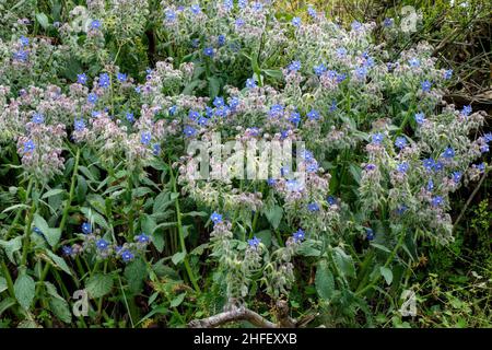 Blueweed (Echium vulgare) che cresce selvatico in Toscana Foto Stock