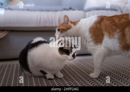 gatto marrone e bianco lecca l'orecchio di un gatto bianco e nero sul tappeto. primo piano Foto Stock