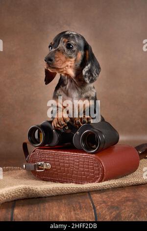 Un carino cucciolo di marmo dachshund si siede con binocolo su uno sfondo marrone. Il concetto di caccia con un cane Foto Stock
