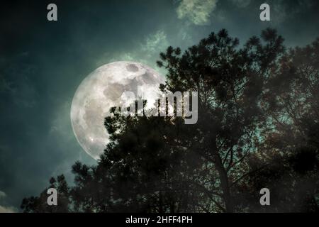 Vista dal basso. Bellissimo paesaggio notturno. Silhouette di alberi contro il cielo notturno e luminoso super luna su serenità sfondo natura. All'aperto a n Foto Stock